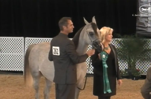 Al Adeed Al Shaqab ( Ansata Halim Shah x Sundar Alisayyah )